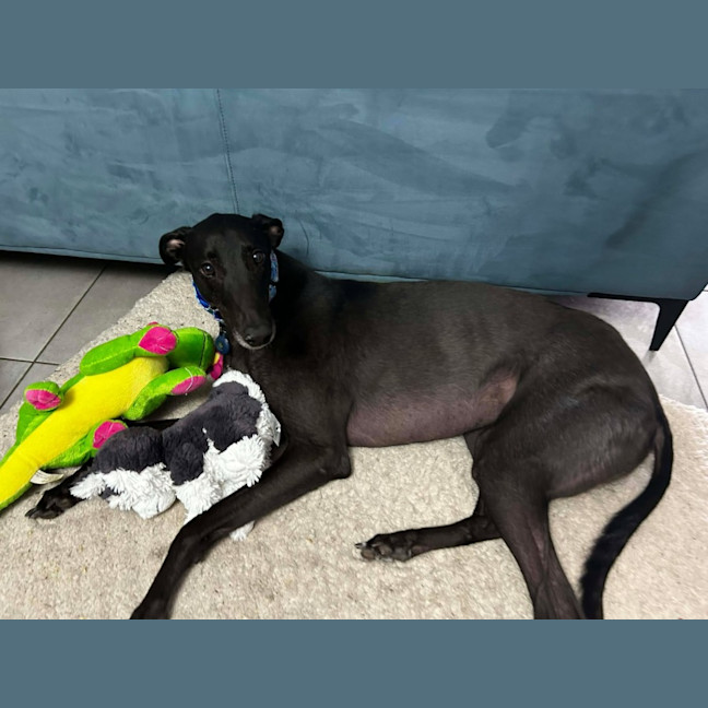 Photo of Rocky, The Greyhound 