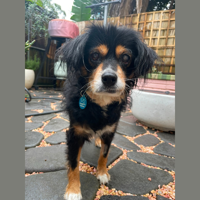 Photo of Sir Battenberg