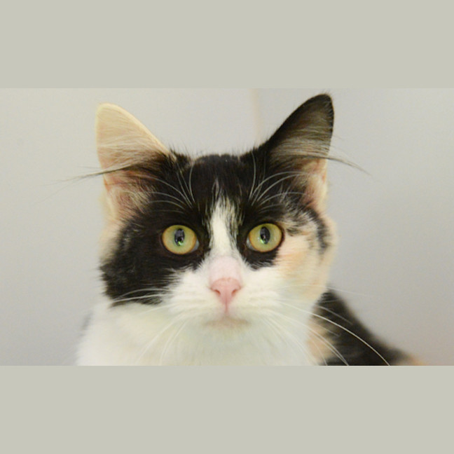Photo of Clover