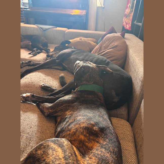 Photo of Gracie