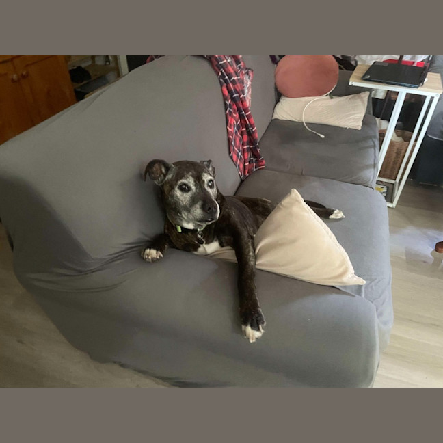Photo of Ziva