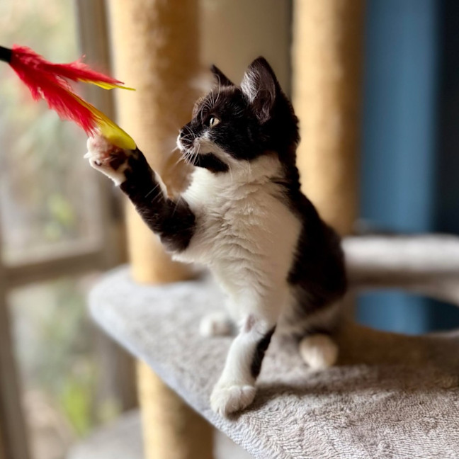 Photo of Puffin   Located In Templestowe