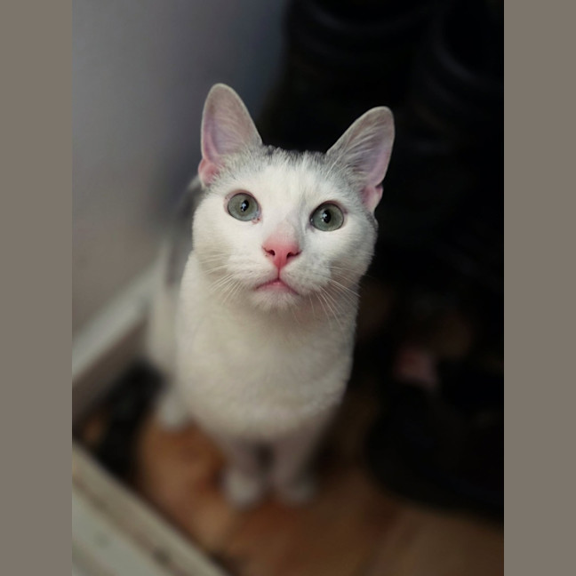 Photo of Neon   In Foster Care In Preston