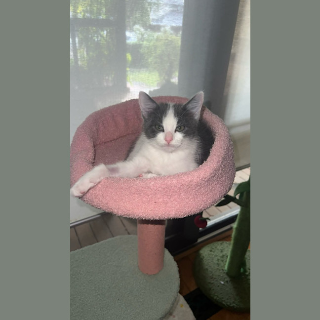 Photo of Cosmo