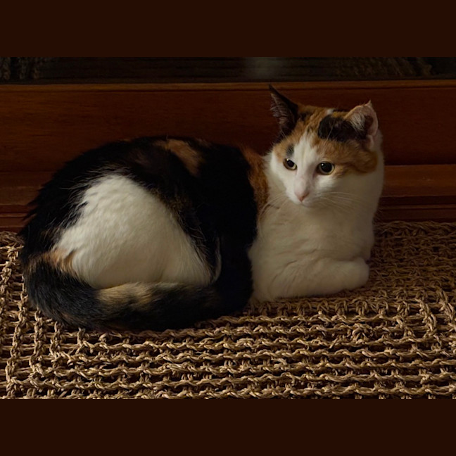 Photo of Pussty   Your Real Life Cat Woman 