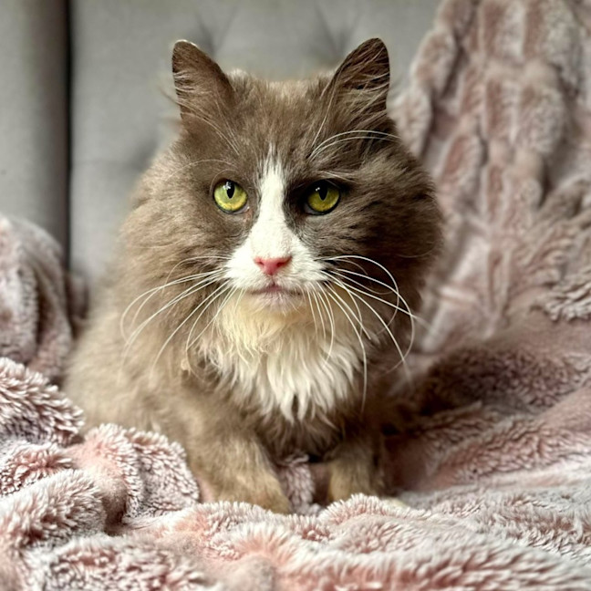 Photo of Jasper   In Foster Care In Templestowe