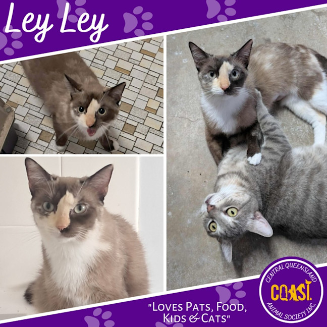 Photo of Ley Ley