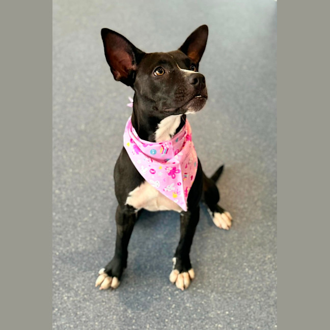 Photo of Fifi