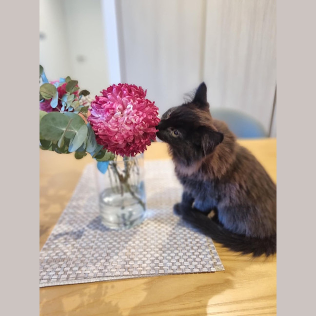 Photo of Wilma   Located In Kensington