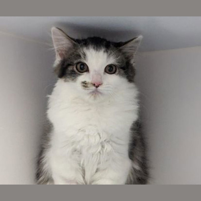 Photo of Wasabi