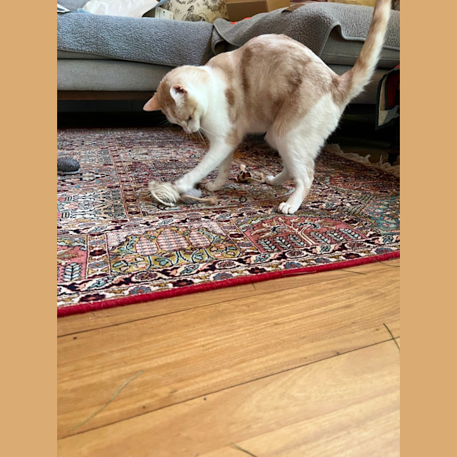 Photo of Dougal   Reduced Adoption Fee