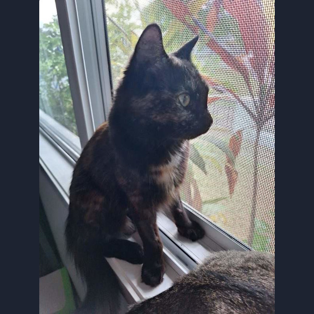 Photo of Fluffy