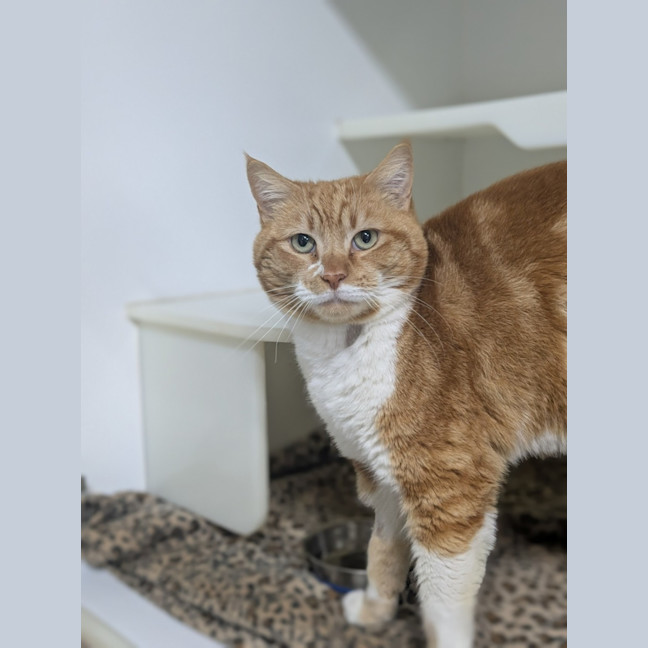 Photo of 🍝 Maccaroni 6402 🍝