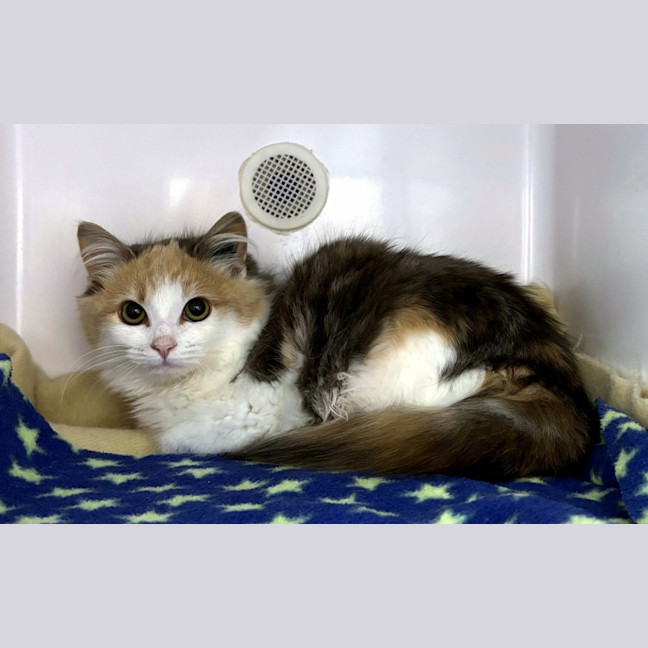 Photo of Wren Sta012862