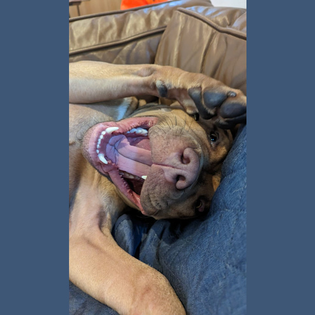 Photo of Bandit