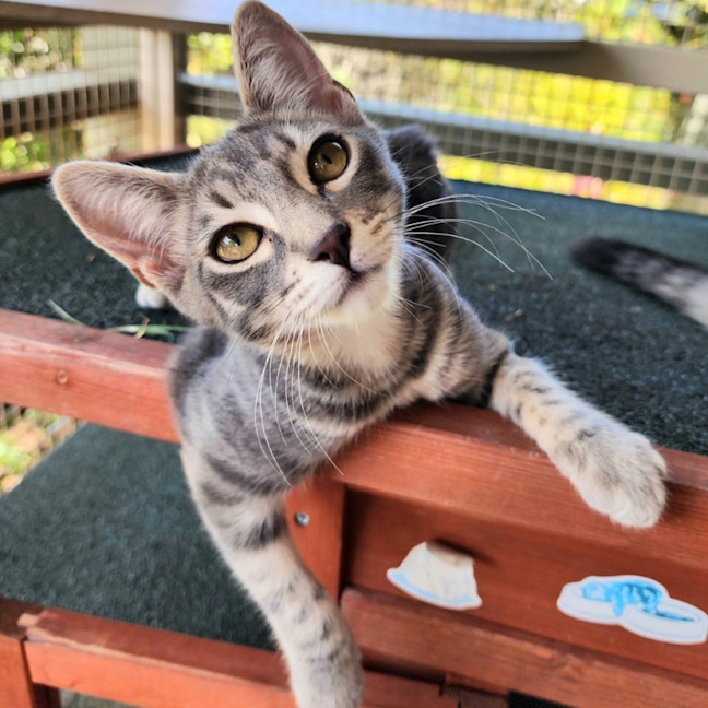 Photo of Blitzen