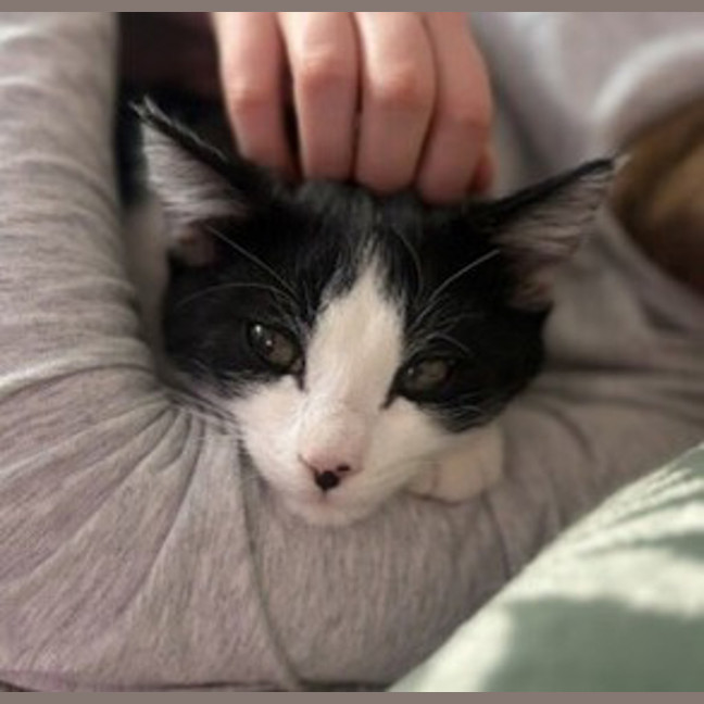 Photo of Stitchy