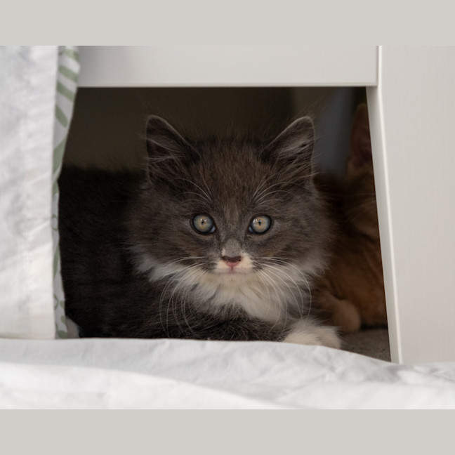 Photo of Bluey