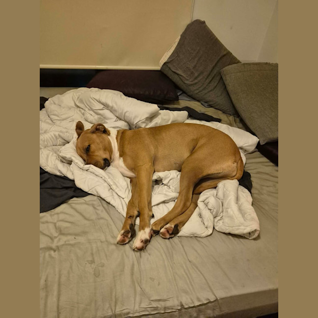Photo of Rusty
