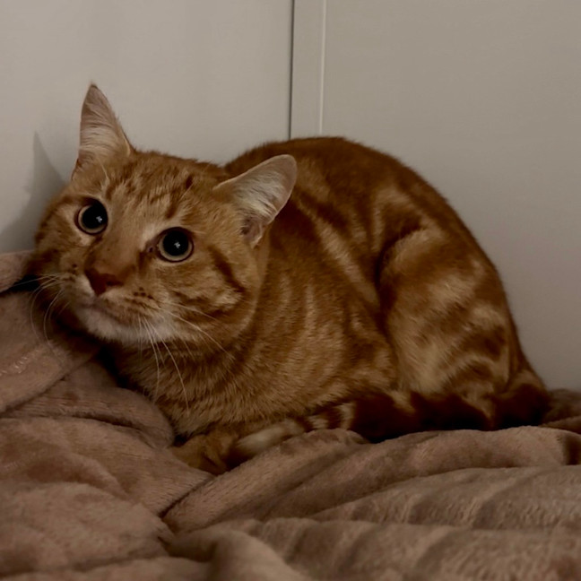 Photo of Fozzie