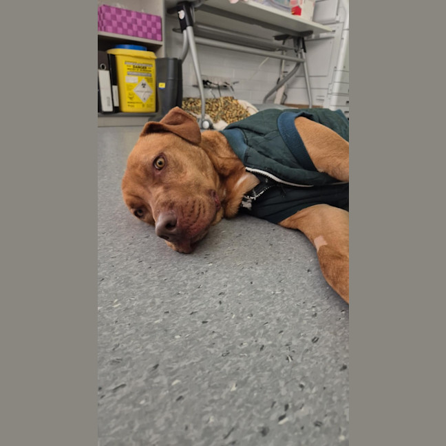 Photo of Pikelet 🥞