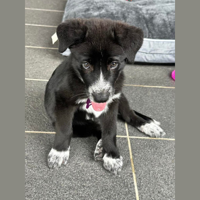 Photo of Piper