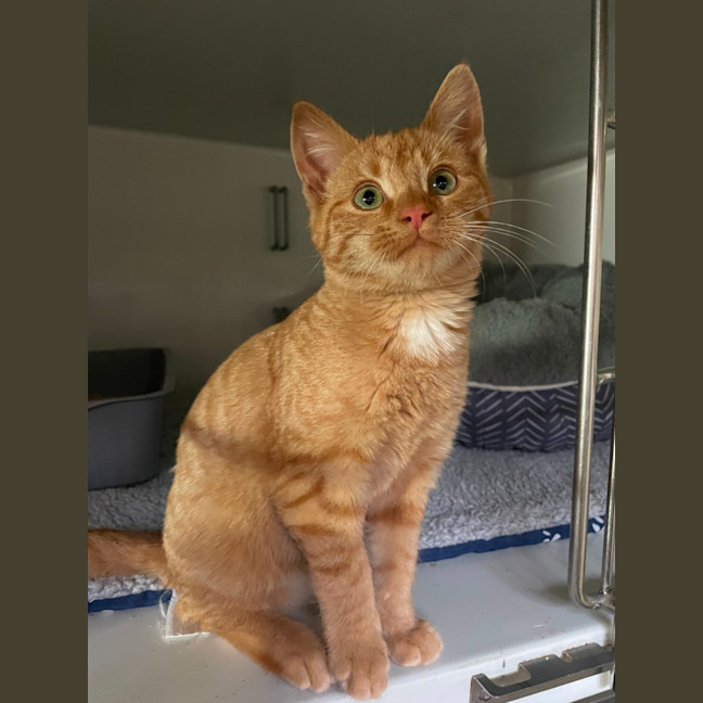 Photo of Gingerbread 