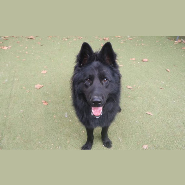 Photo of Maximus