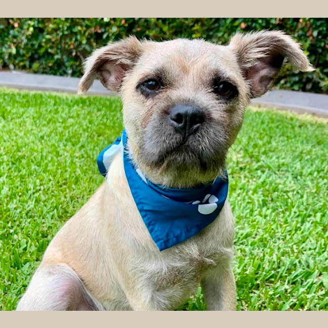 Photo of Frankie   6 Month Old Pug X Terrier