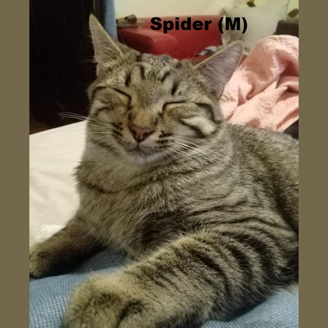 Photo of Spider