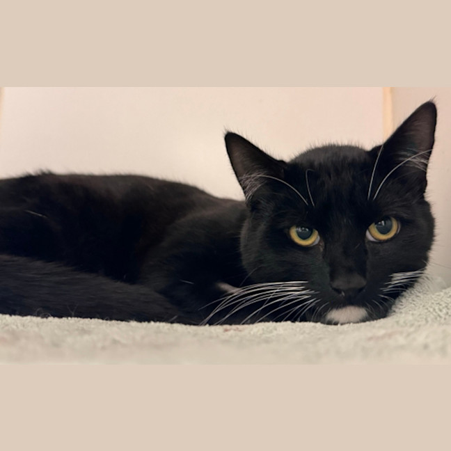 Photo of Amos