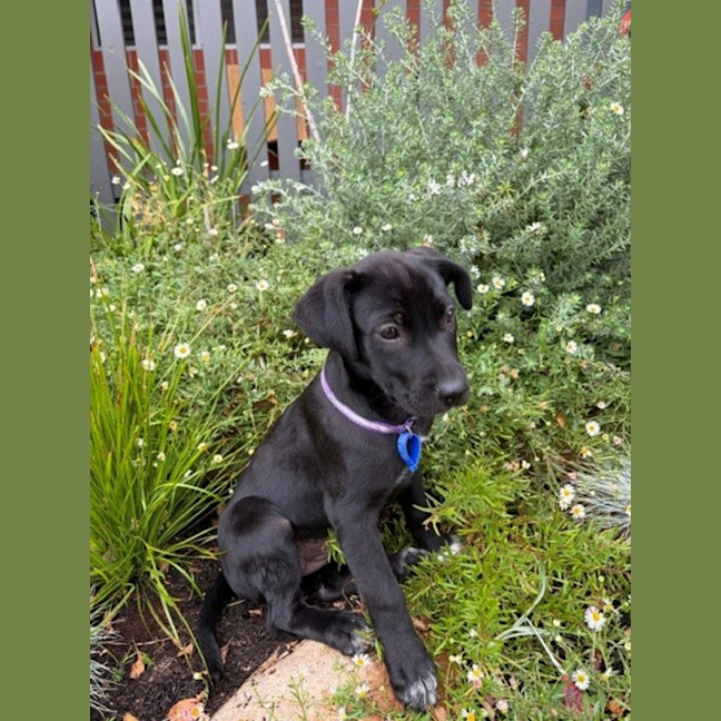 Photo of Jet   8 Week Old Wolfhound X