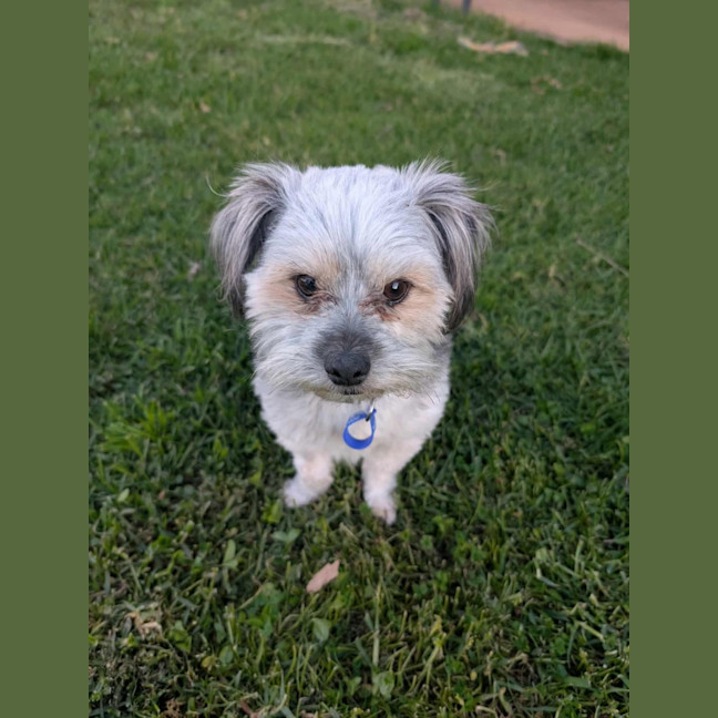 Photo of Arlo   2 Year Old Maltese X