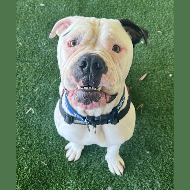 Photo of Koa