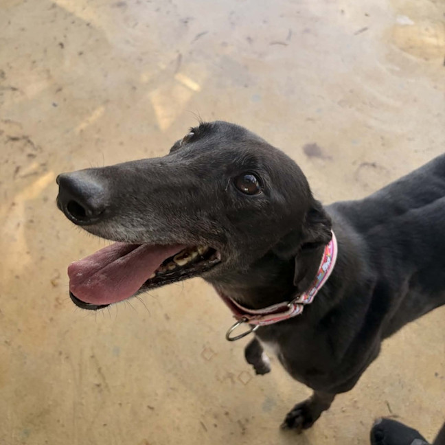 Photo of Nibbler The Greyhound