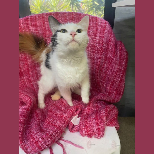 Photo of The Dinosaur Queen