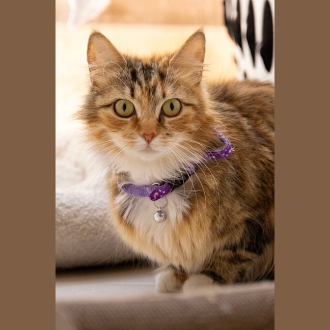 Photo of Tigress