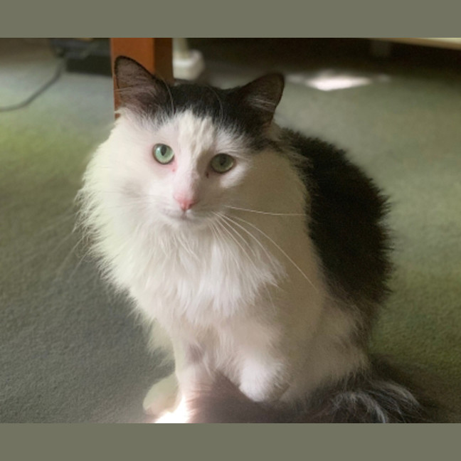 Photo of Wellington Von Floof