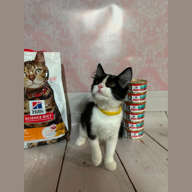 Photo of Pickle
