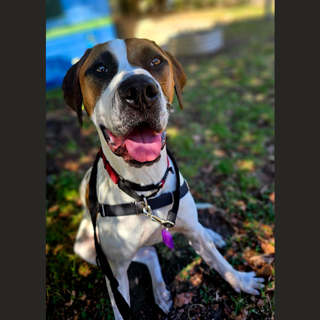 Photo of Axel