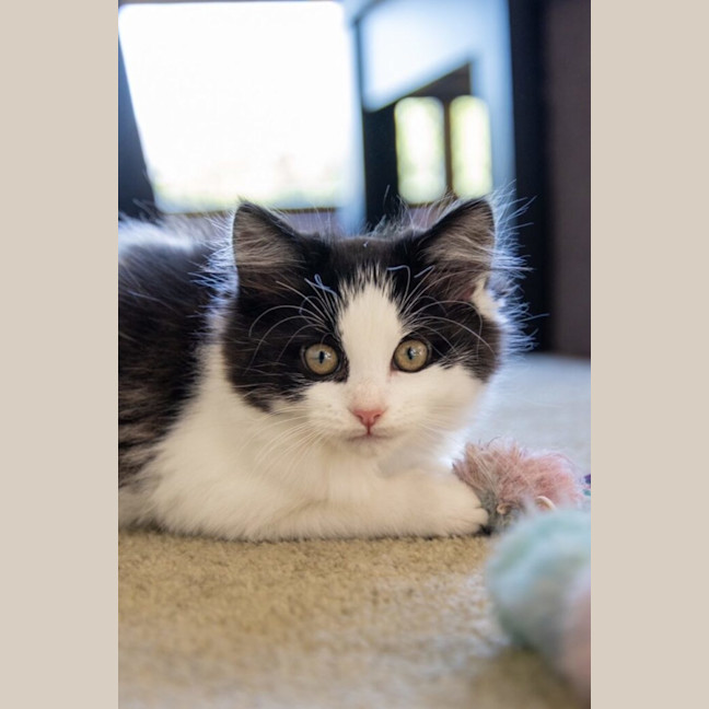 Photo of Juniper