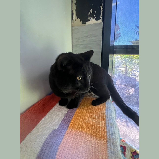 Photo of Ichabod