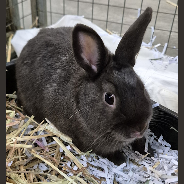 Photo of Chestnut 