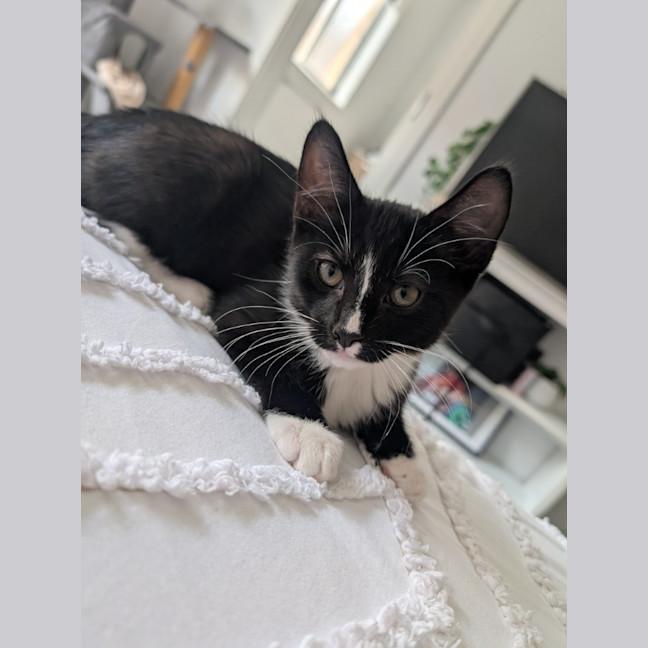 Photo of Nyx