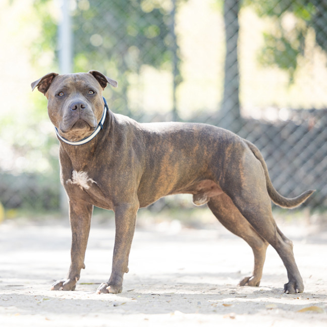 Photo of Tonka