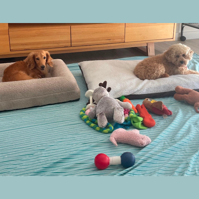 Photo of Sweet Little Rosie 