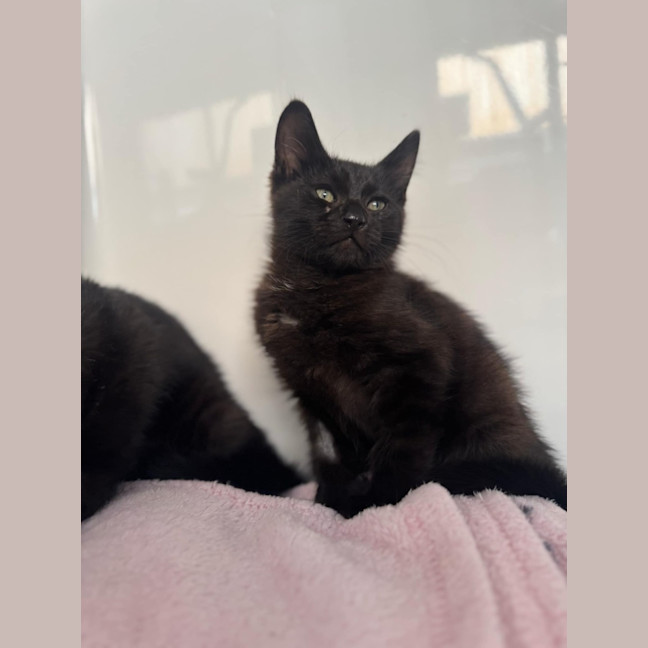 Photo of Bat Bat   In Foster Care In Ashburton