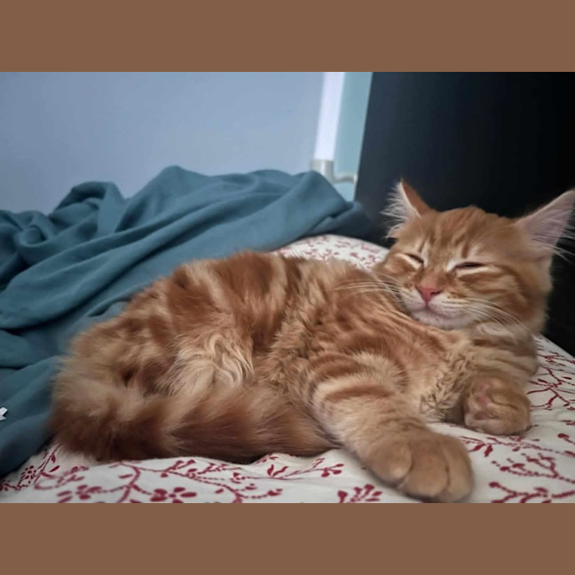 Photo of Edwina Biscuits