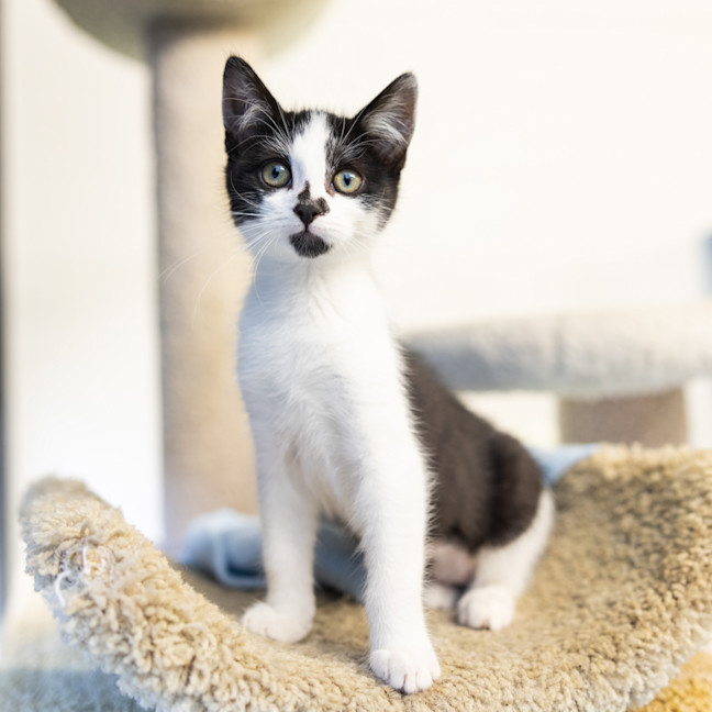 Photo of Maverick