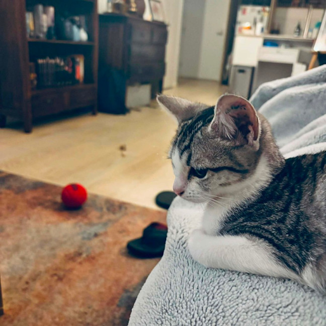 Photo of Sphinx 